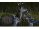 A Gathering of deer in a marshland setting, wildlife adds to natural beauty at 1409 Dune Loft Villas, Seabrook Island, SC 29455