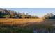 Marshland view with sunlight casting shadows and light across reeds and foliage at 1409 Dune Loft Villas, Seabrook Island, SC 29455