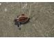 Close-up of a baby sea turtle wading in clear, shallow water, showcasing local wildlife at 1409 Dune Loft Villas, Seabrook Island, SC 29455