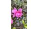 Close-up view of a vibrant pink flower blossoming on a healthy shrub in the yard at 3518 Gatetree Rd, Johns Island, SC 29455