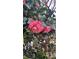 Vibrant pink camellia flowers blooming on a bush, showcasing the beauty of the garden at 3518 Gatetree Rd, Johns Island, SC 29455