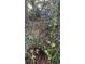 Backyard garden with colorful flower bushes surrounded by mature landscaping at 3518 Gatetree Rd, Johns Island, SC 29455