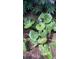 A lush patch of groundcover flourishes in a well-maintained garden, showcasing natural beauty at 3518 Gatetree Rd, Johns Island, SC 29455