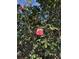 A captivating view of a red flower surrounded by lush green foliage at 601 Foredeck Ln, Edisto Island, SC 29438