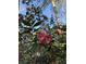 Closeup of pink and white flowers and verdant foliage under the blue sky at 601 Foredeck Ln, Edisto Island, SC 29438