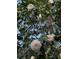 White blossoms in full bloom, showcasing the natural beauty of the landscape at 601 Foredeck Ln, Edisto Island, SC 29438