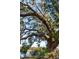 Beautiful large tree with lush foliage, a perfect shade or scenic view at 601 Foredeck Ln, Edisto Island, SC 29438