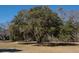Mature tree with Spanish moss. Large trees in an open grassy yard at 6118 Hazelhurst Ln, Ravenel, SC 29470