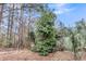Backyard view of healthy orange tree at 2224 Shoreline Dr, Johns Island, SC 29455