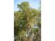 Close-up of a mature oak tree with Spanish moss creating a serene and natural view at 8716 Dover Creek St, North Charleston, SC 29420