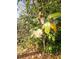 Up-close view of a flowering bush with pale flowers and lush green leaves at 306 Perry Rd, Walterboro, SC 29488