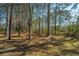 A wooded area on the property at 8502 Sentry Cir, North Charleston, SC 29420