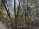 View of fenced in yard space surrounded by trees and foliage at 1907 Helm Ave, North Charleston, SC 29405