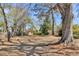 Expansive backyard with mature trees providing shade, perfect for outdoor activities and relaxation at 202 Basswood Ave, Summerville, SC 29483