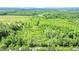 Wide expanse of mature forestland under a bright sky, showing ample trees and foliage at 13959 Cottageville Hwy, Cottageville, SC 29435