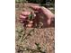 Close-up of a hand holding a plant with berries that are in the process of blooming at 391 Furman Ln, Ladson, SC 29456