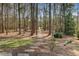 Scenic backyard with a stone pathway leading through tall trees and lush greenery, creating a peaceful ambiance at 1014 Bradbury Ln, Charleston, SC 29492