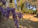 Close up shot of wisteria bush blooms in the backyard of the property at 5310 Edith St, North Charleston, SC 29418