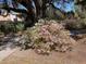 Beautiful landscaping with flowering azaleas and mature trees enhance this community's charm at 1928 Chatelain Way, Mount Pleasant, SC 29464