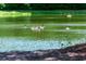 Scenic view of pond with a Gathering of geese swimming in the water at 2011 N Highway 17 # 1100I, Mount Pleasant, SC 29466
