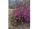 Beautiful pink azalea bush with lush green leaves in a well maintained landscaped yard at 431 Otis Rd, Walterboro, SC 29488