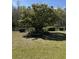 Lush backyard area with bench under a large flowering tree at 7819 Bells Hwy, Ruffin, SC 29475