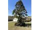 Well maintained front yard with large mature tree and large driveway at 7819 Bells Hwy, Ruffin, SC 29475