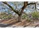 Home's front yard featuring a big tree with moss at 3005 Ocean Winds Dr, Seabrook Island, SC 29455