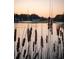 Close up of reeds growing out of the lake with a water feature and houses in the background at 1644 Omni Blvd, Mount Pleasant, SC 29466