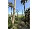 Landscape view of the marsh with palm trees and a long wooden dock in the background at 4113 Buccaneer Rd, Isle of Palms, SC 29451
