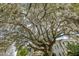 A view of a sprawling tree canopy with Spanish moss hanging down at 2187 Annie Laura Ln, Mount Pleasant, SC 29466