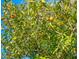 Close up of an orange tree, filled with bright green leaves and ripe oranges at 4322 Bream Rd, North Charleston, SC 29418