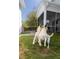 Lovely backyard featuring lush green grass, patio and playful dogs at 1586 Innkeeper Ln, Johns Island, SC 29455