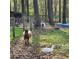 Picturesque setting featuring goats and a duck in a fenced area surrounded by lush greenery at 2729 Barracada Rd, Walterboro, SC 29488
