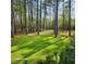 View of the backyard featuring lush green grass at 2729 Barracada Rd, Walterboro, SC 29488
