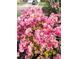 Close-up of bright pink azalea flowers in full bloom, adding a splash of vibrant color to the landscape at 7483 Hawks Cir, Hanahan, SC 29410