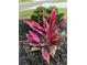 Cordyline plant with striking pink leaves adds color to the black mulch landscaping in front of lush greenery at 7483 Hawks Cir, Hanahan, SC 29410