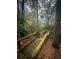 Elevated wooden boardwalk trail with railings winding through a dense forest with dappled sunlight at 7483 Hawks Cir, Hanahan, SC 29410