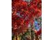 Close-up of a vibrant red Japanese maple tree against a blue sky at 2071 Middleburg Ln, Mount Pleasant, SC 29464
