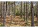 View through a dense pine forest with sunlit floor, showcasing a private and natural wooded setting at 2480 Royal Oak Dr, Johns Island, SC 29455