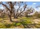 Lush green lawn dotted with mature trees adorned with Spanish moss at 2480 Royal Oak Dr, Johns Island, SC 29455