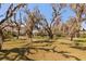 Scenic landscape with lush greenery and mature trees draped in Spanish moss at 2480 Royal Oak Dr, Johns Island, SC 29455