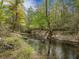Scenic creek surrounded by lush trees, offering a tranquil and natural ambiance at 306 Teakwood Dr, Walterboro, SC 29488
