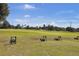 Driving range for golf enthusiasts offering open space and shaded areas to practice at 4217 Sawgrass Dr, Charleston, SC 29420