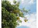 A vibrant tree with leaves and fruit against a partially cloudy sky at 518 Antebellum Ln, Mount Pleasant, SC 29464