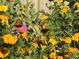 Vibrant flowers in a garden setting, adding natural beauty to the property at 1063 Hills Plantation Dr, Charleston, SC 29412