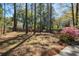Large backyard featuring tall trees, a hammock, and colorful azaleas at 1411 River Front Dr, Charleston, SC 29407