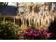Charming home exterior with a brick facade, blooming flowers, and beautiful Spanish moss-draped trees at 731 Pitt St, Mount Pleasant, SC 29464