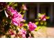 Beautiful azalea bush showing off pink and red blossoms at 731 Pitt St, Mount Pleasant, SC 29464