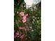 Lush garden path showcasing blooming azaleas and greenery, creating a serene backyard landscape at 731 Pitt St, Mount Pleasant, SC 29464